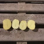 Картофель от КФХ белый.