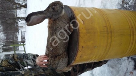 кроликов мясных пород Фландер