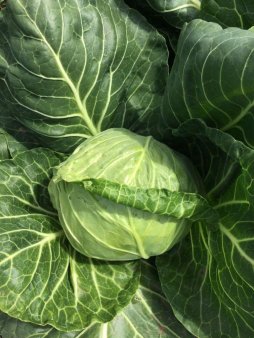 Капусту, сорт Нозоми