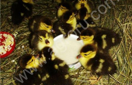 Мускусные селезни (Индоутки)