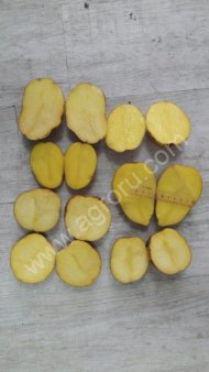 картофель семенной оптом