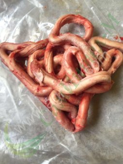 Пенис говяжий оптом