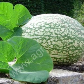 Тыква фиголистная фицифолия.плод или семена