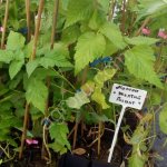 Саженцы малины Маравилла, Золотая Зюгана, Атлант, Монтрессор, Патриция, Химбо Топ, Радзиева и т.д.