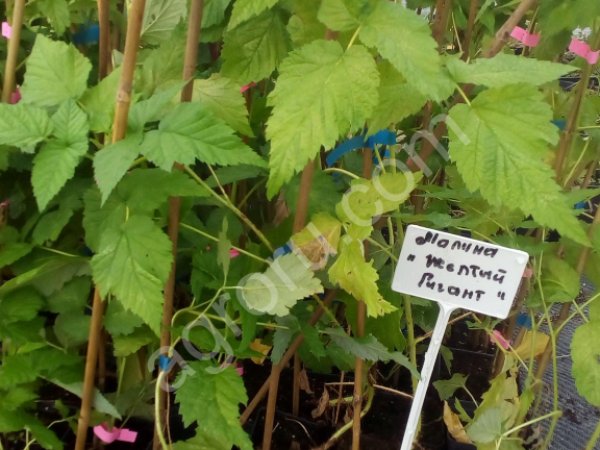 Саженцы малины Маравилла, Золотая Зюгана, Атлант, Монтрессор, Патриция, Химбо Топ, Радзиева и т.д.