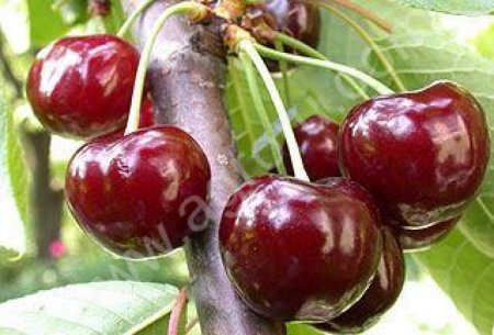 Черешня оптом