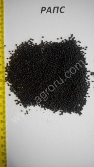 Рапс