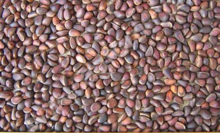 Кедровый орех