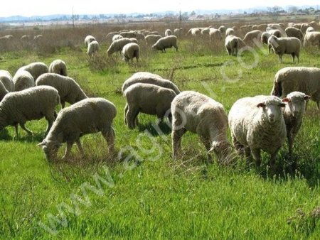 Бараны 300 голов