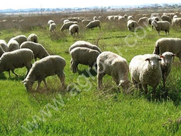 Бараны 300 голов