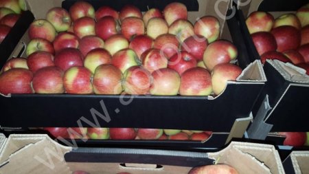 ЯБЛОКИ ОПТОМ
