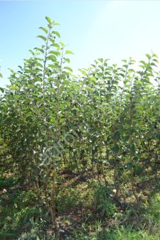 САЖЕНЦЫ ЯБЛОНИ (ОПТОМ)