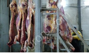 Мясо говядины оптом. полутуши, четвертины.
