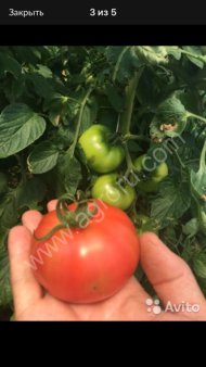 Помидоры оптом (розовые) Пинк Парадайз F1