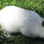 Племенной молодняк кроликов Калифорнийской породы