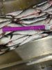 Сельдь тихоокеанская НР 200+