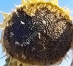 Гибрид подсолнечника ЮВС 3