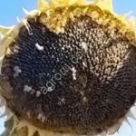 Гибрид подсолнечника ЮВС 3