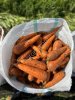 Морковь от производителя
