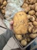 картофель калибра 6+