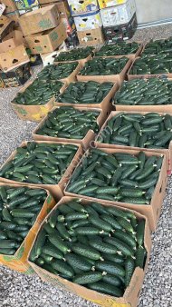 Огурец грунтовой колючий короткоплодный