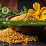 Семена горчицы Горлинка (сарептская)