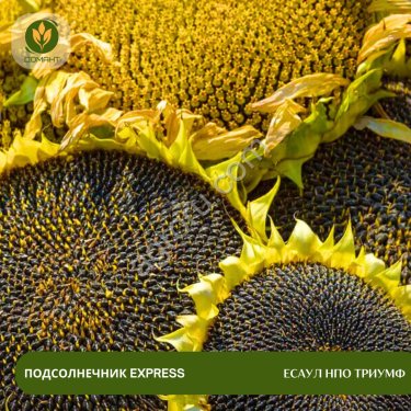 Семена подсолнечника Есаул НПО Триумф