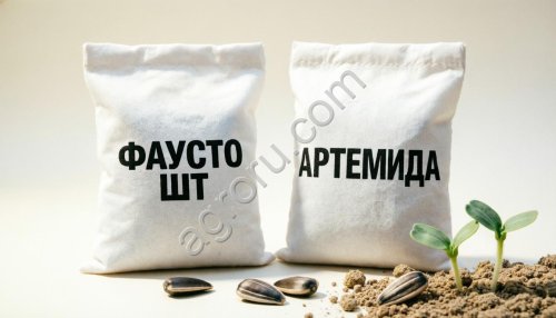 Семена подсолнечника ФАУСТО ШТ, АРТЕМИДА (с биостимулятором)