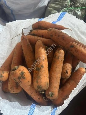 Морковь 1 сорт