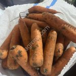Морковь