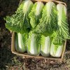 Капуста пекинская оптом