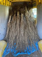 Саженцы фундука производства Сербия