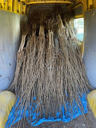 Саженцы фундука производства Сербия