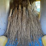 Саженцы фундука производства Сербия