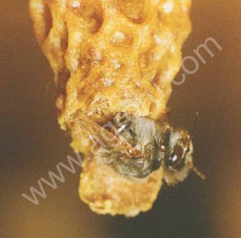 Пчёлопакеты матки породы Карника (чистопородние без F)