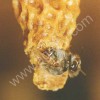 Пчёлопакеты матки породы Карника (чистопородние без F)