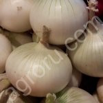 Лук (Белый, Фиолетовый)