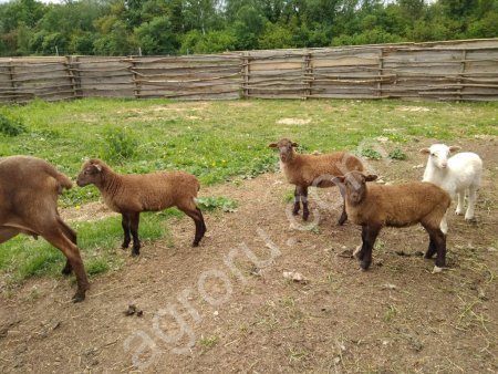 Овцы мясной  Катумской породы
