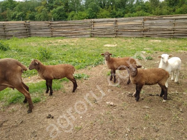 Овцы мясной  Катумской породы