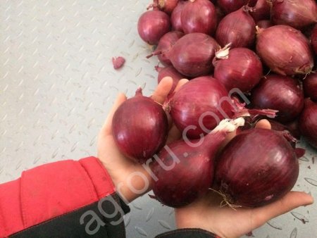 Лук фиолетовый
