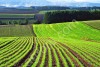 готовые птицефермы, маслосырзавод, охотоведческое хозяйство