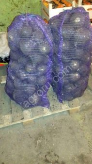 Редька черная