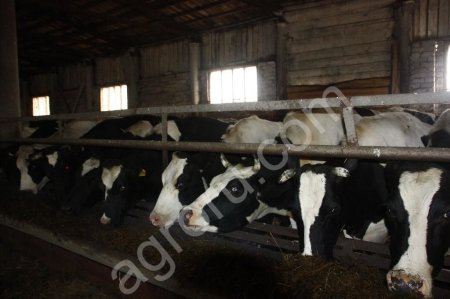 БЫКИ И КОРОВЫ НА УБОЙ