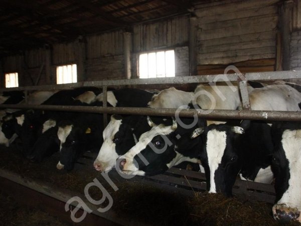 БЫКИ И КОРОВЫ НА УБОЙ