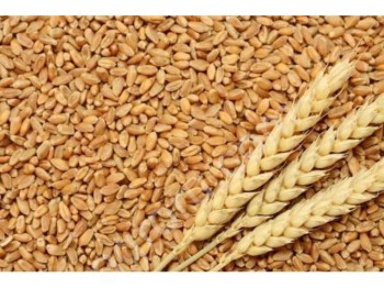 <span>пшеница</span> класс