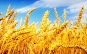 Семена яровых культур и озимой пшеницы