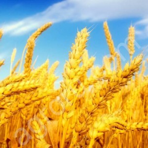 Семена яровых культур и озимой пшеницы