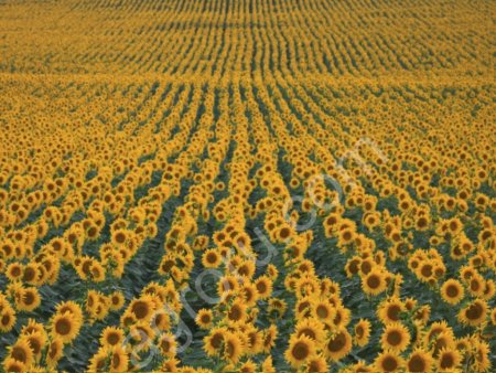 Гибриды подсолнечника