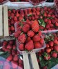 Свежая клубника опт