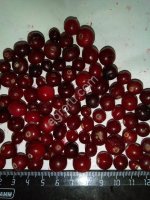 Клюква дикая замороженная (РФ, электр. очистка)